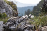 Národná prírodná rezervácia Manínska úžina (tiesňava)